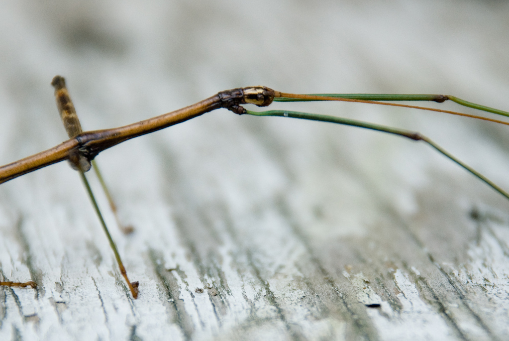 Walkingstick Walkingstick