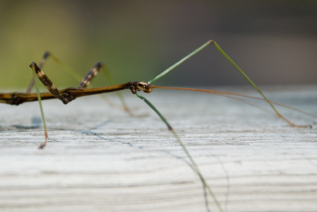 Walkingstick Walkingstick