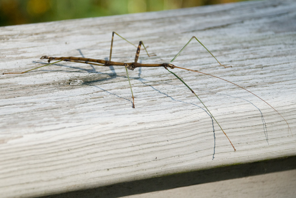 Walkingstick Walkingstick