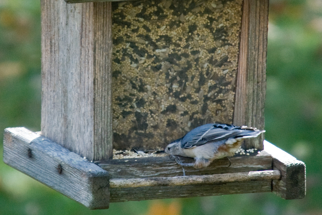 Nuthatch