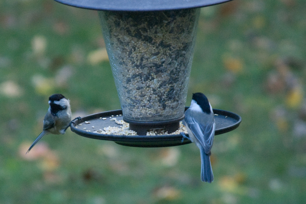 Chickadees