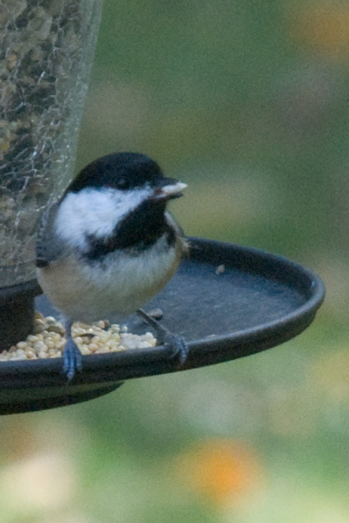 Chickadee with seed