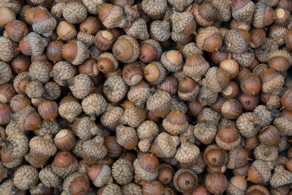Acorns Acorns