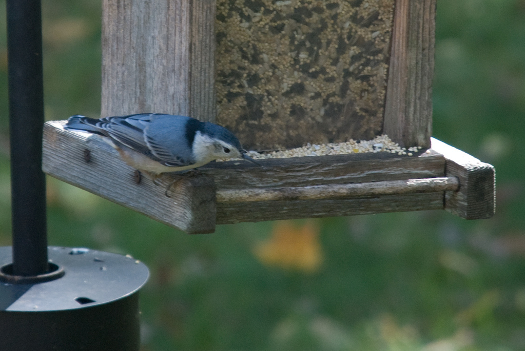 Nuthatch