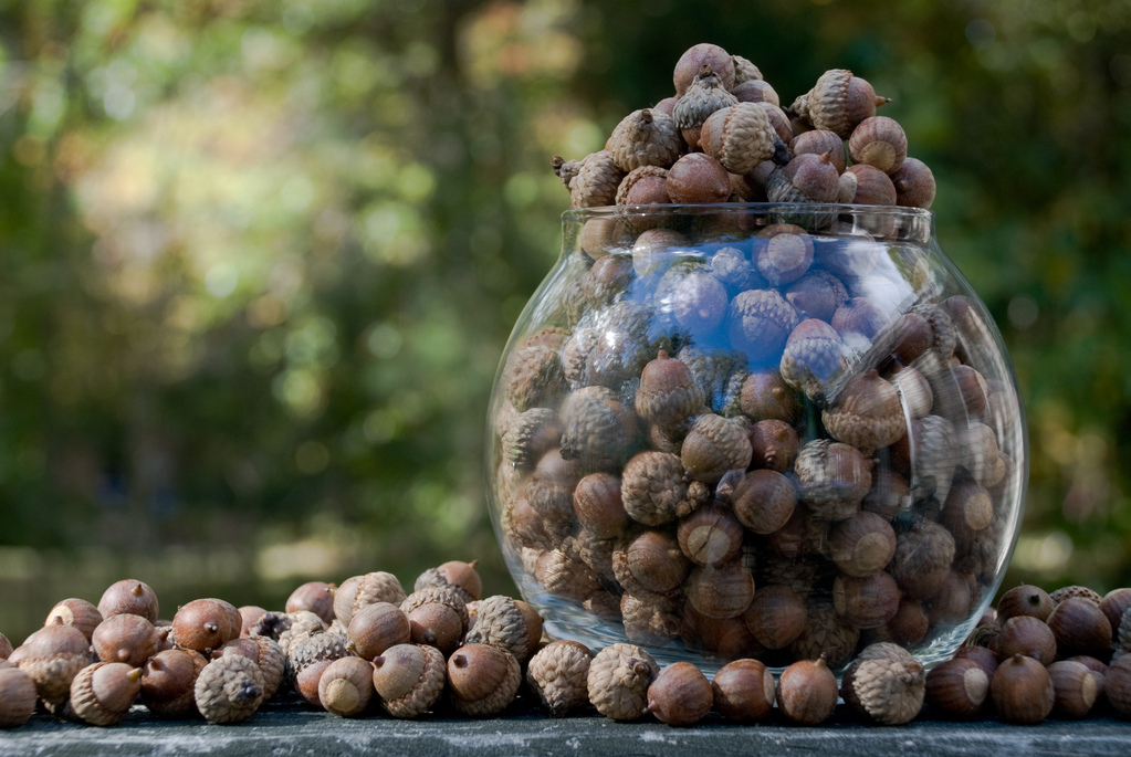 Acorns Acorns