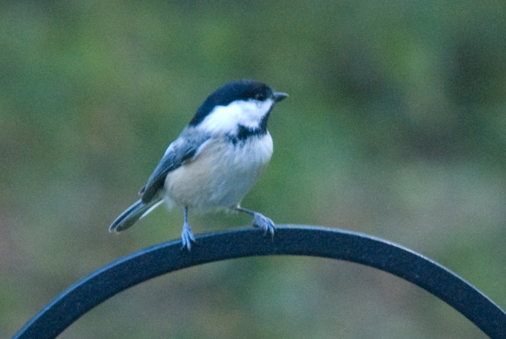 Chickadee