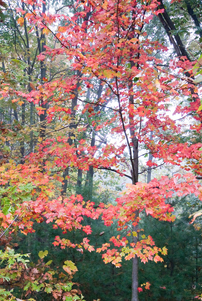 Autumn red with fog Autumn red with fog
