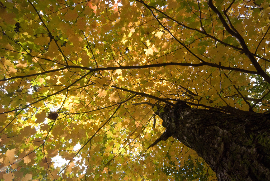 Autumn yellow Autumn yellow
