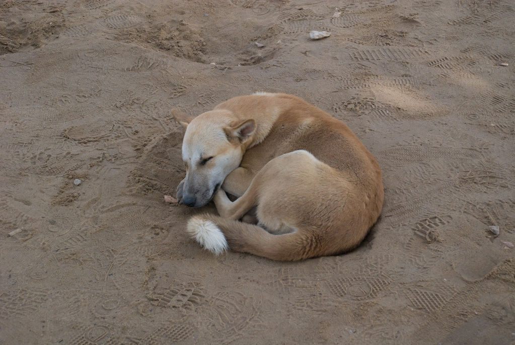 One of the many feral dogs