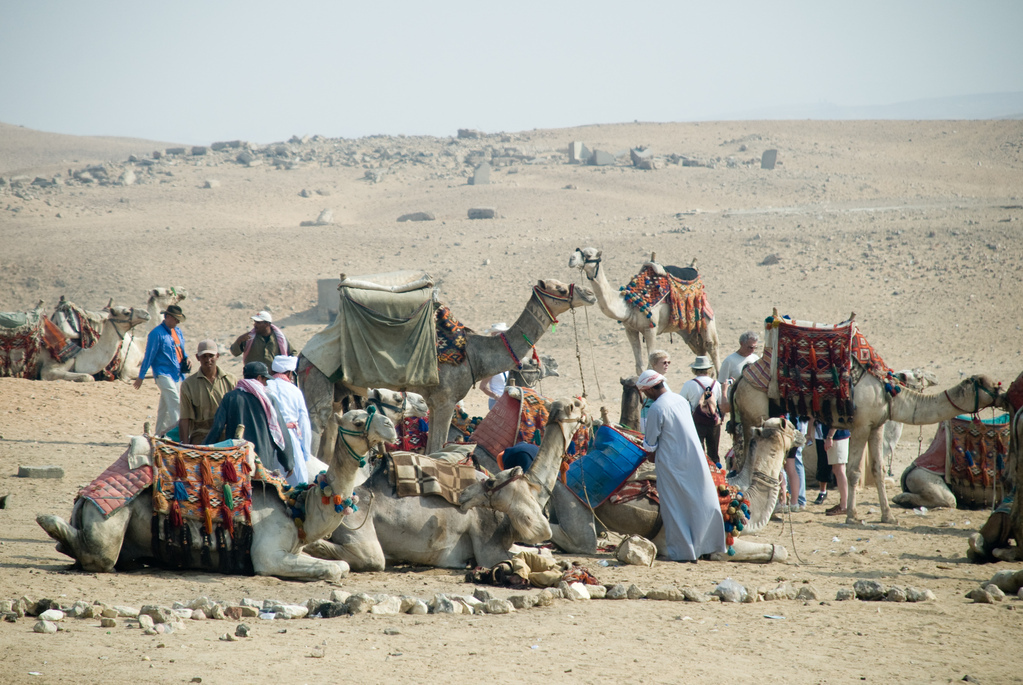Camels