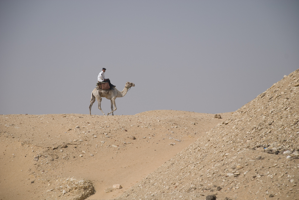 Camel rider