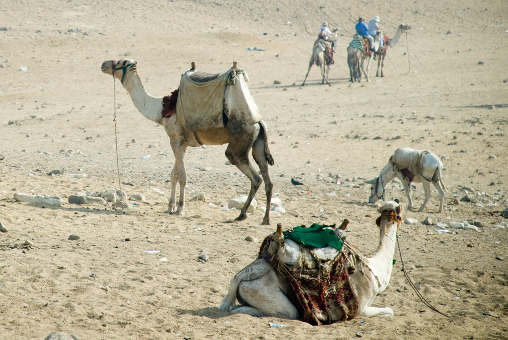 Camels