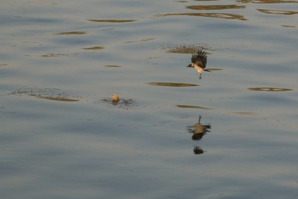 Bird and bottle