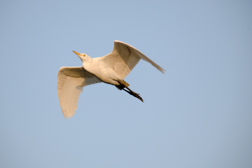 Heron