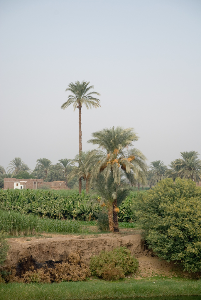 Banks of the Nile