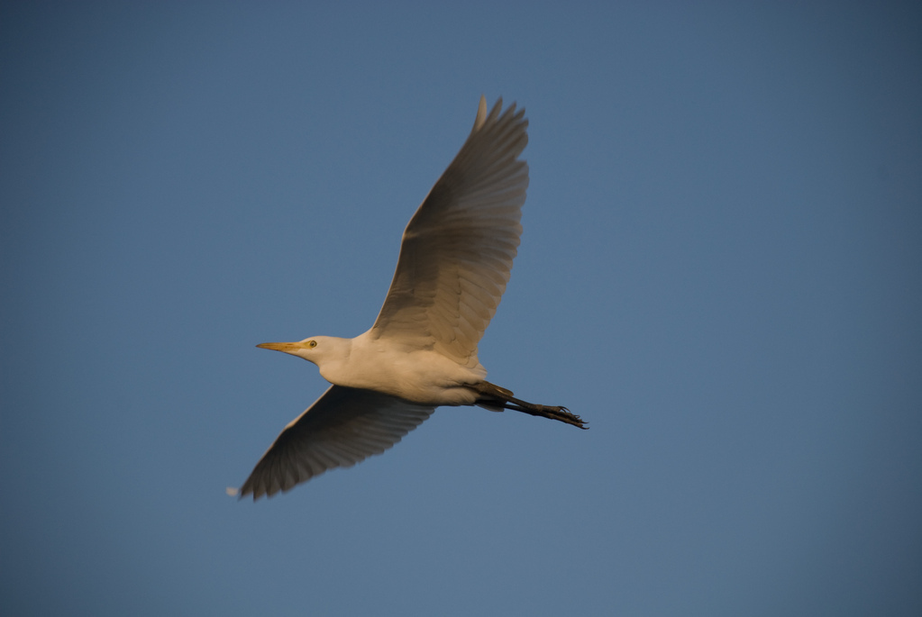 Heron
