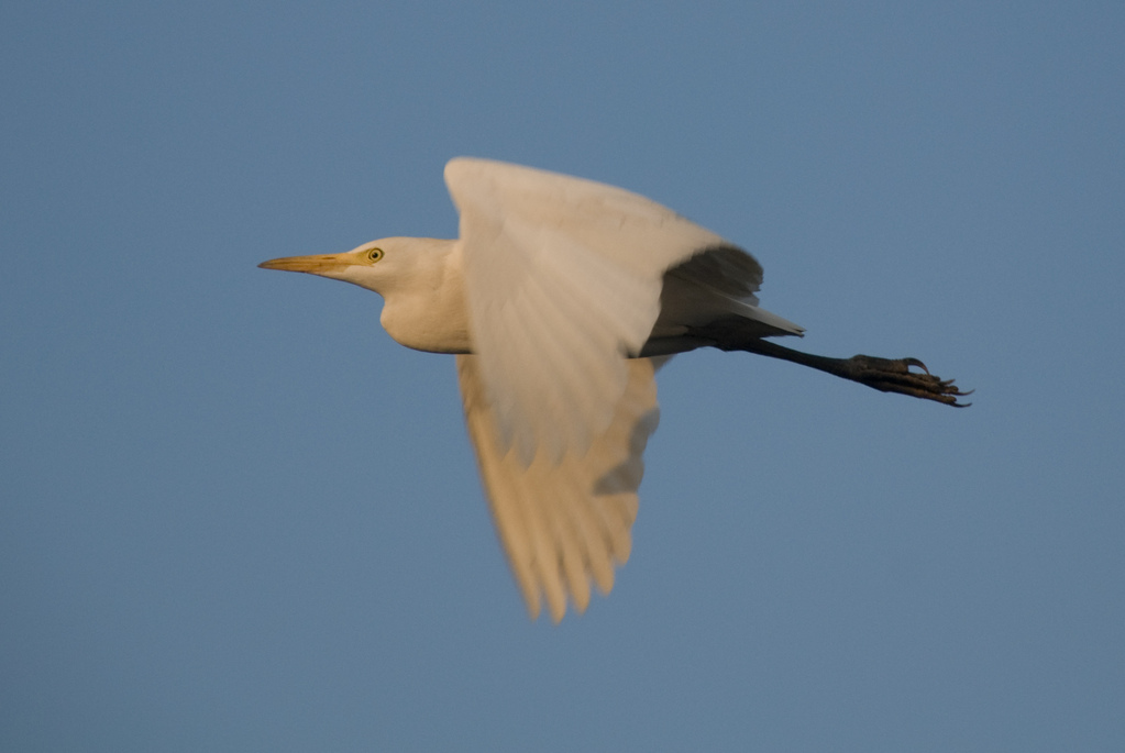 Heron