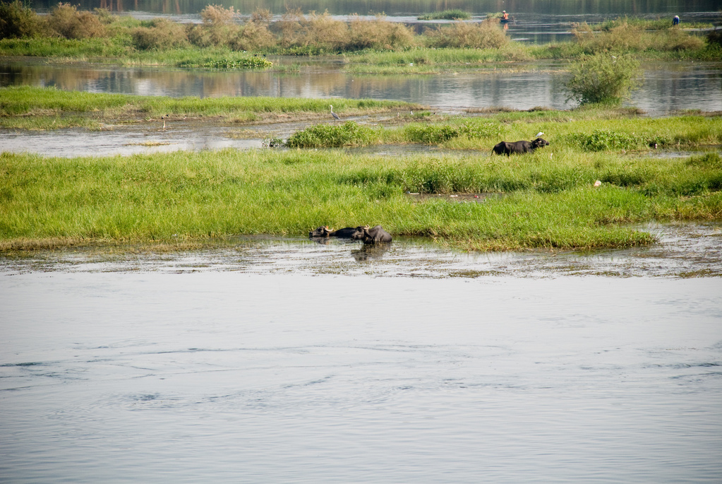 Banks of the Nile