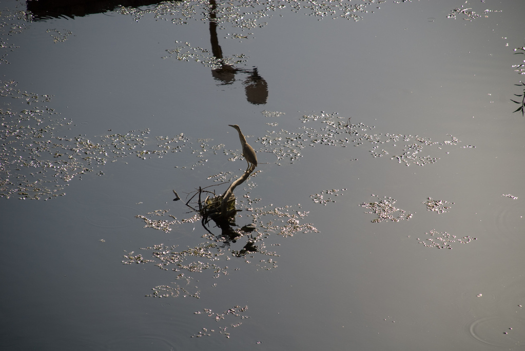 Egret