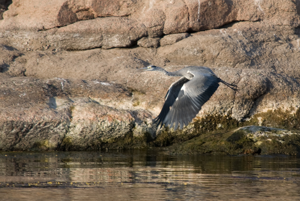 Heron in flight