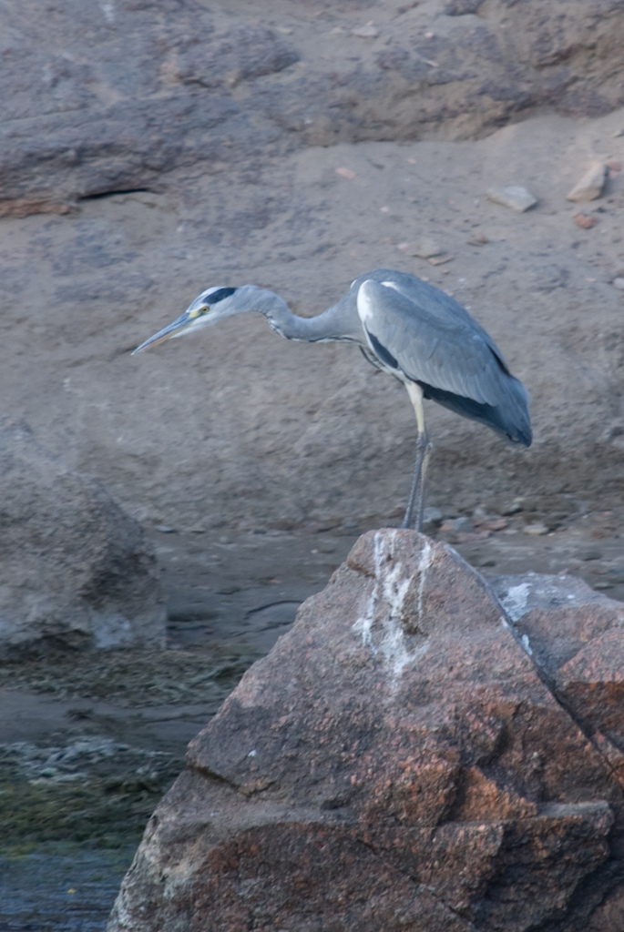 Heron