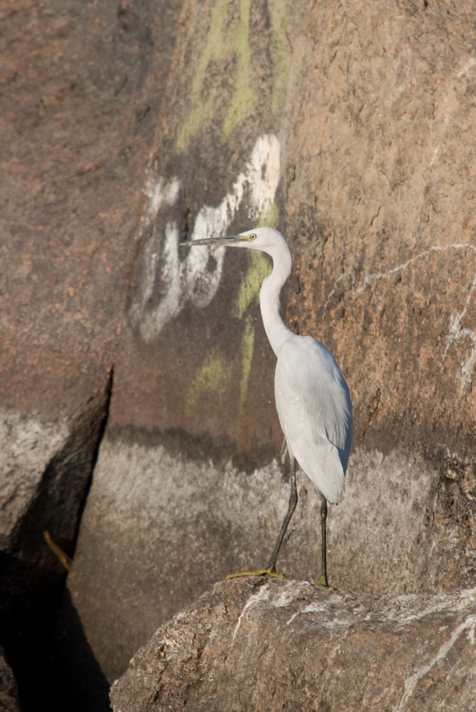 Egret?
