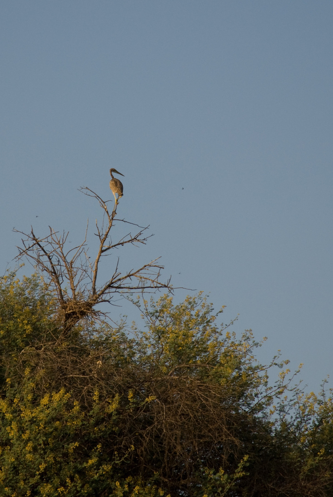Heron?