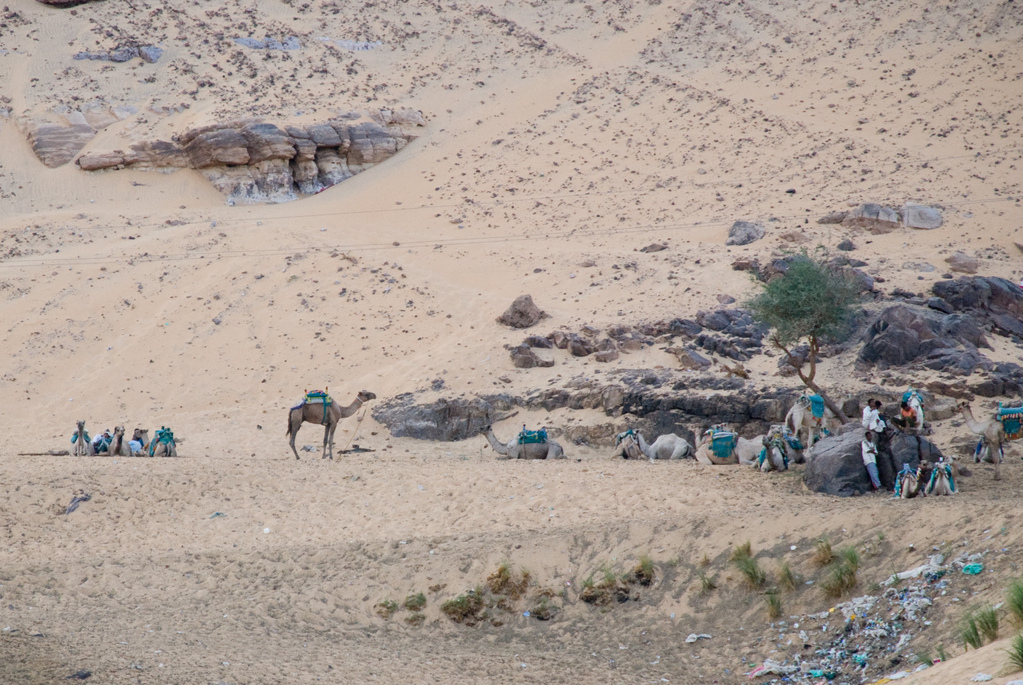 Camel caravan?