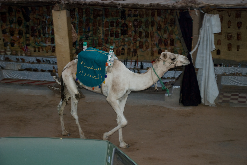 Camel