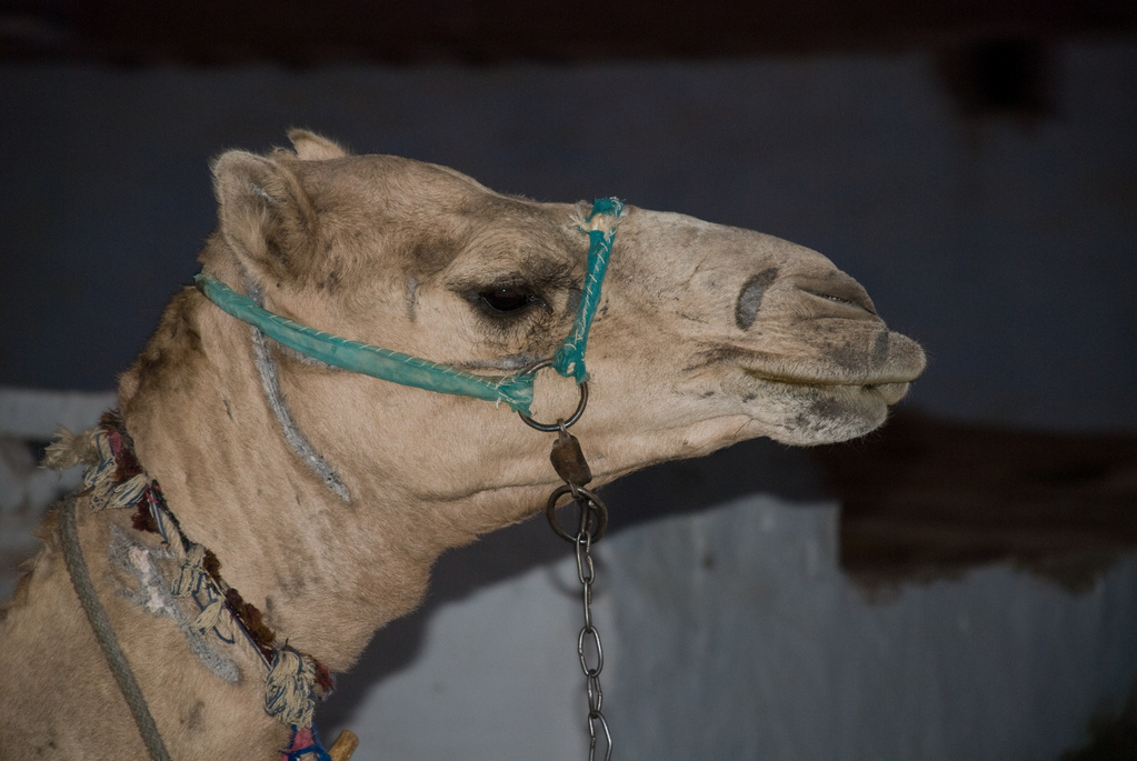 Camel