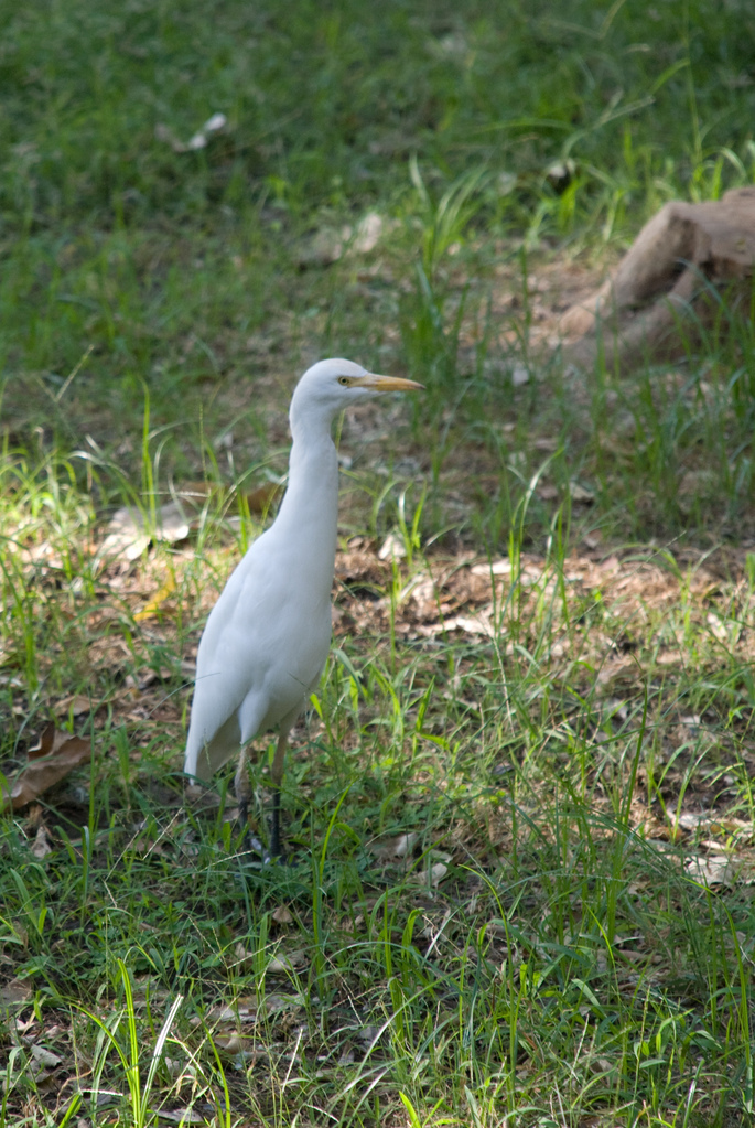 Egret