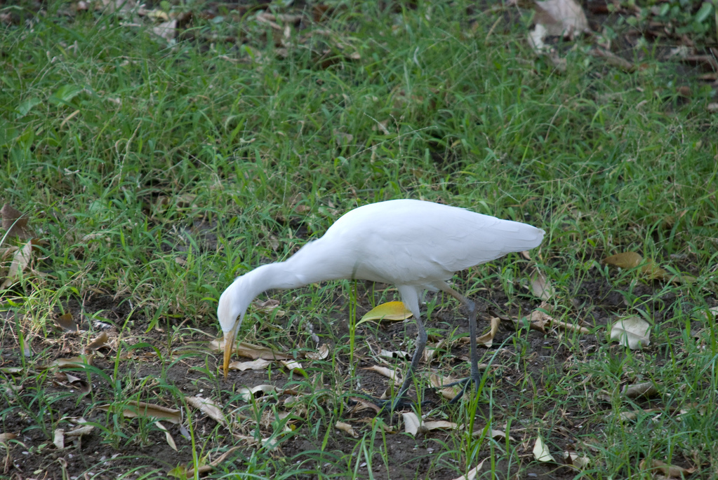 Egret