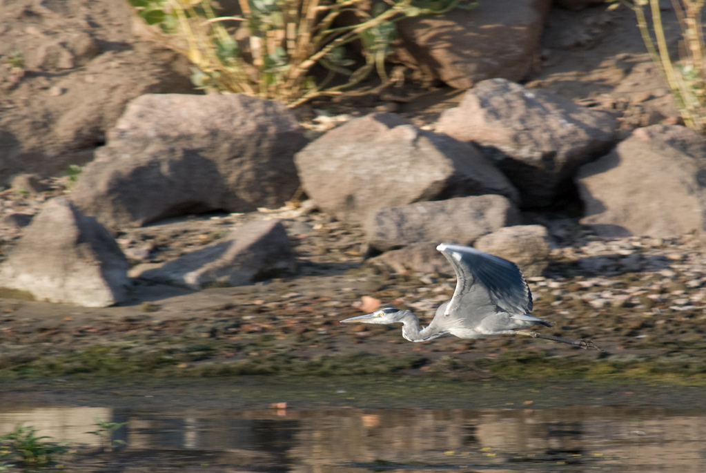 Heron in flight