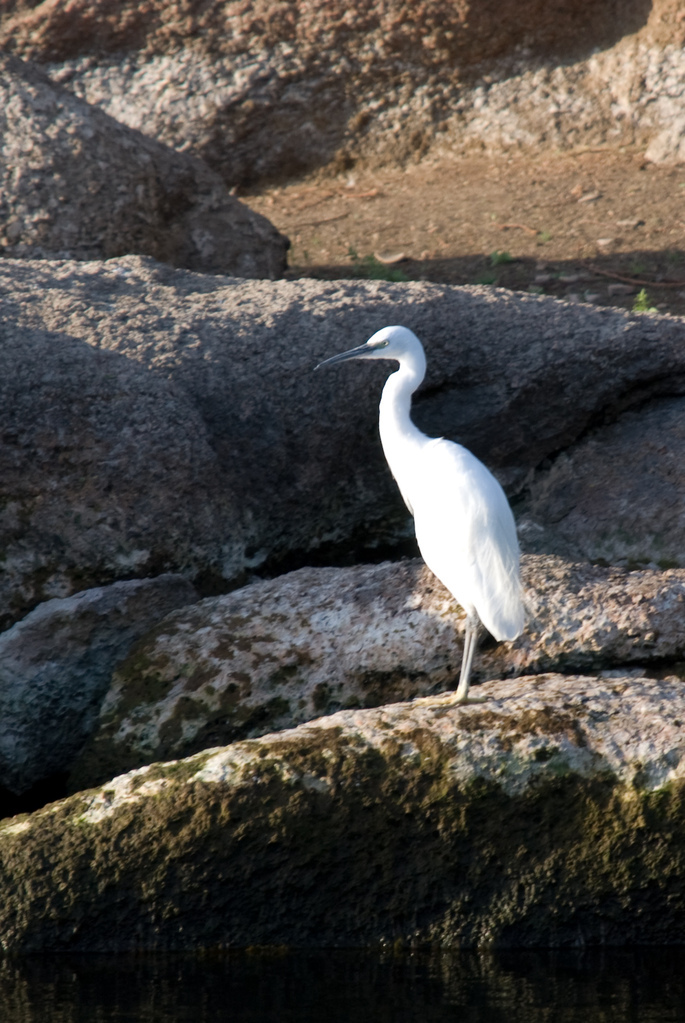 Egret?