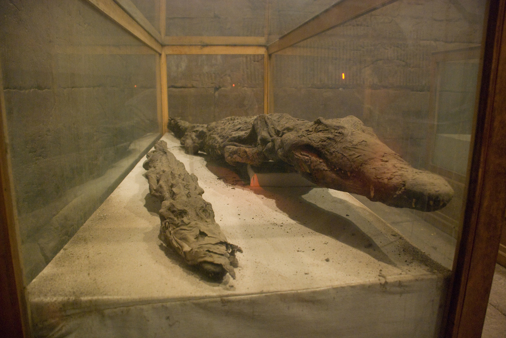Mummified crocodiles