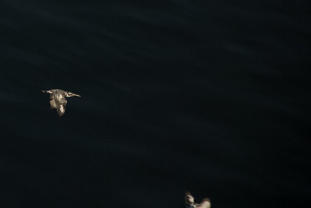 Kingfishers