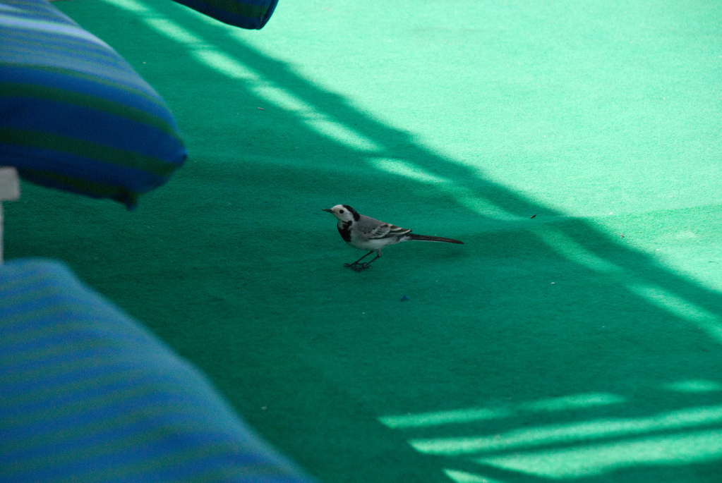 Bird