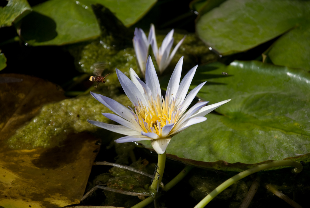 Lotus Blossom