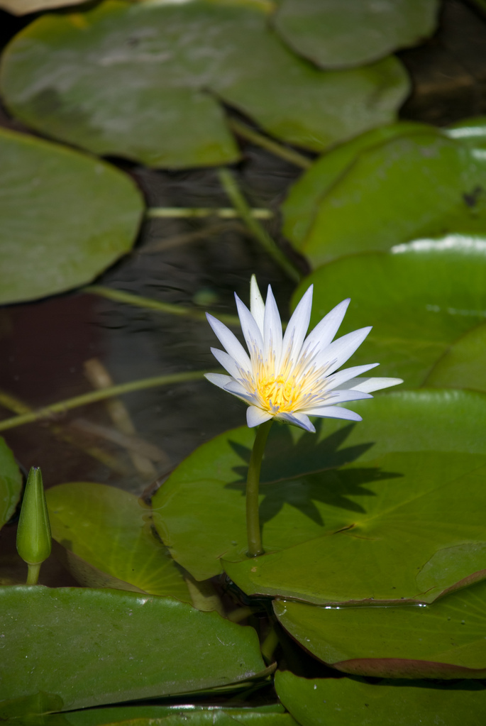 Lotus Blossom