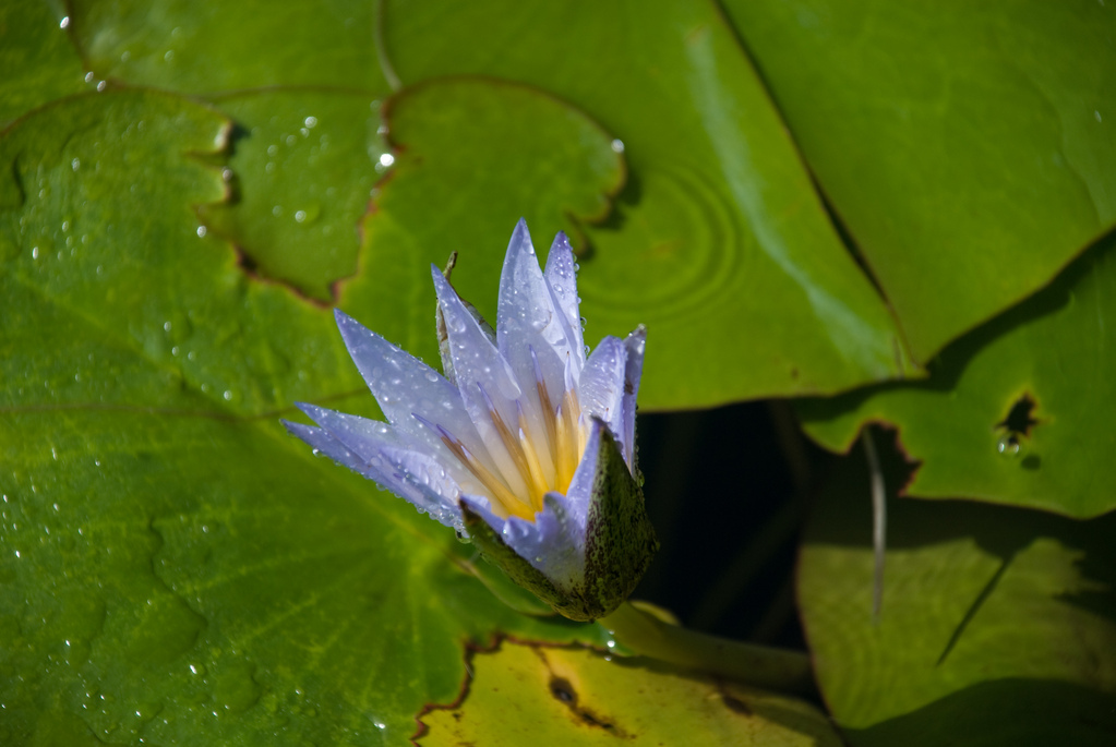 Lotus Blossom