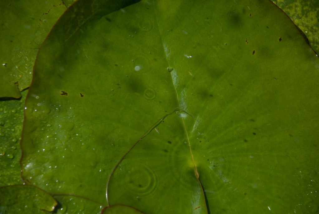 Lotus leaf