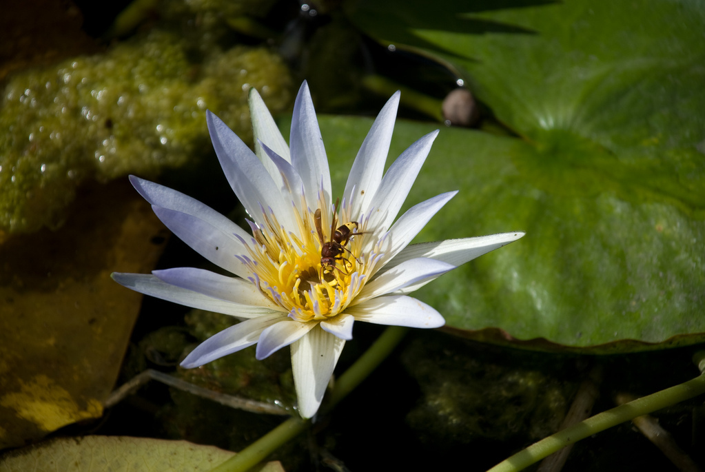 Lotus Blossom