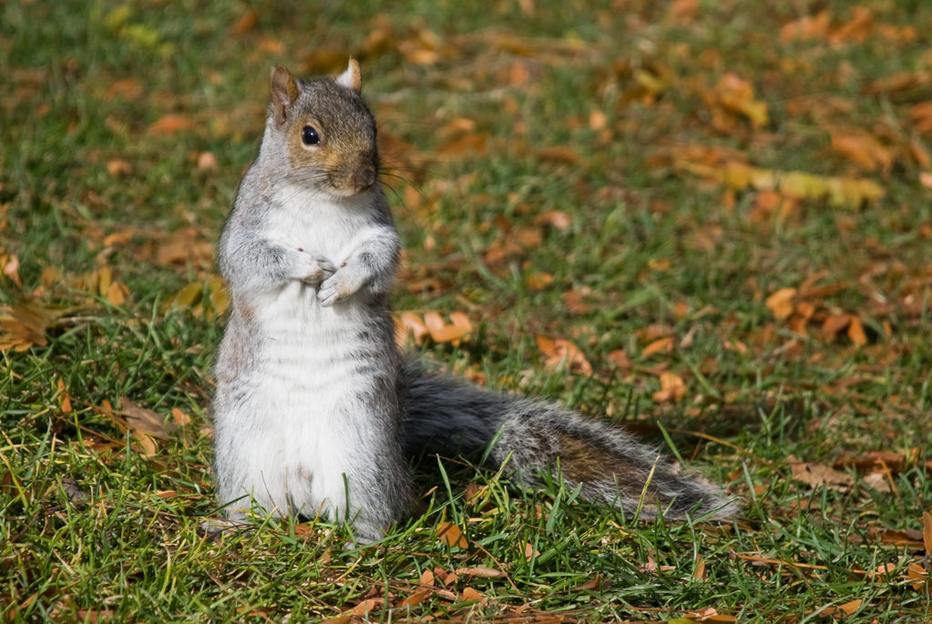 Grey squirrel