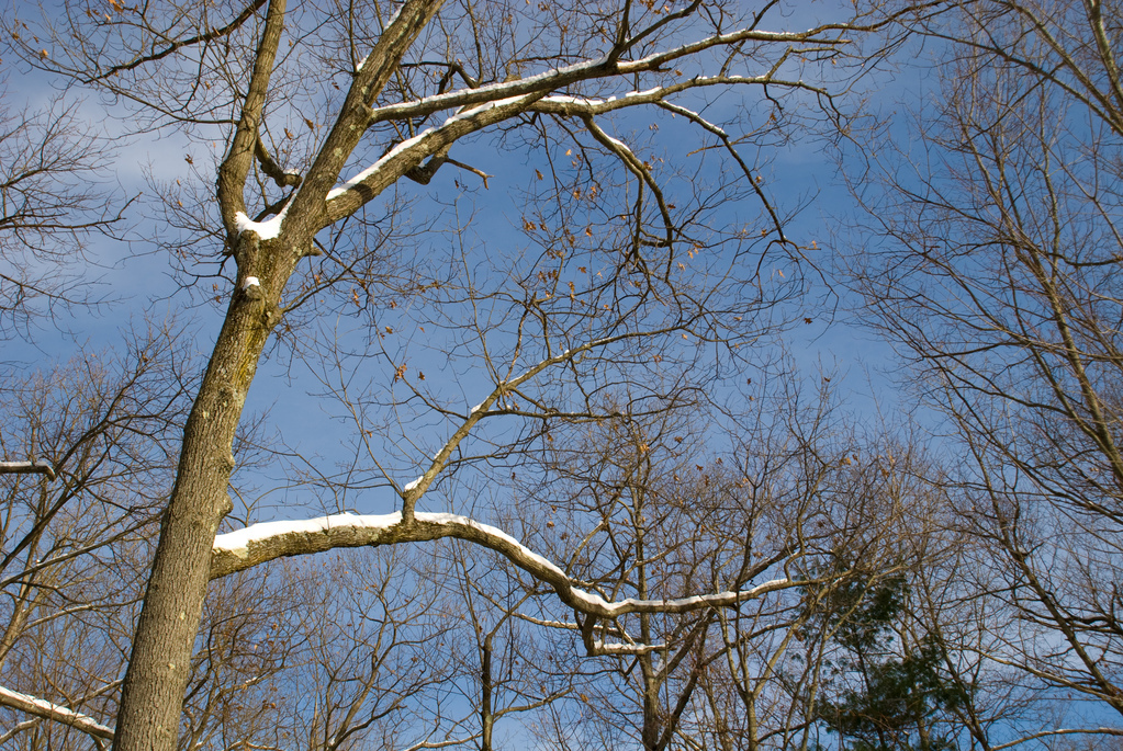 Snowy oak