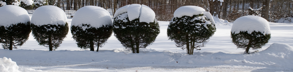 Snowy bushes Snowy bushes