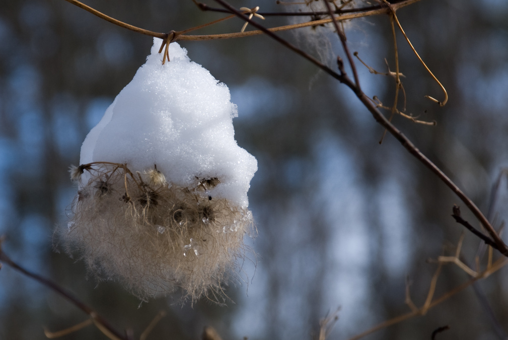 Snow on seeds Snow on seeds