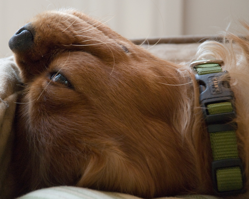 Contented Becket Contented Becket