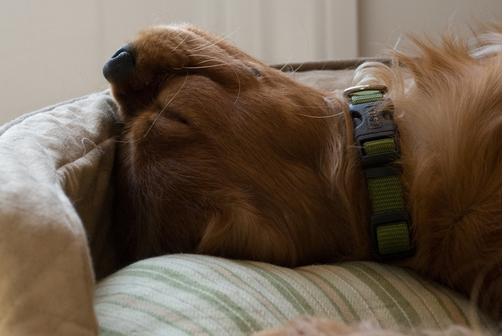 Contented Becket Contented Becket
