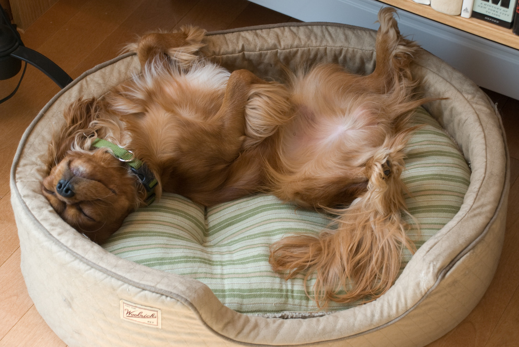 Contented Becket Contented Becket