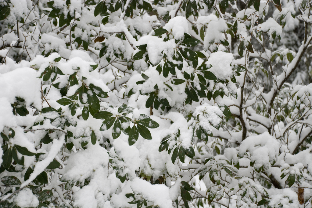 Snow on green leaves Snow on green leaves